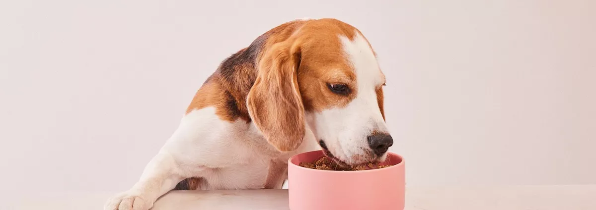 Best Dog Food for Epilepsy